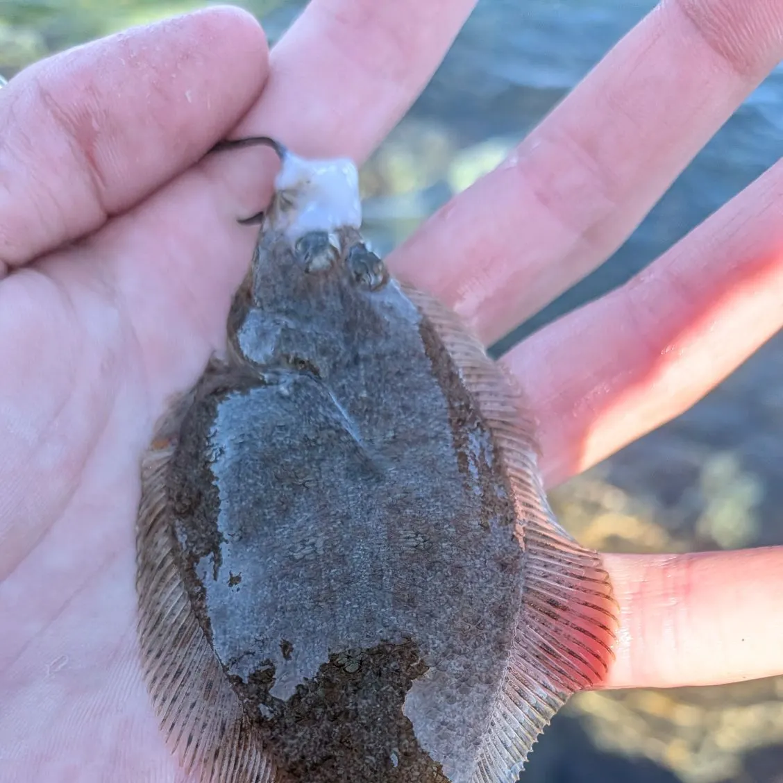 The most recent Speckled sanddab catches on Fishbrain