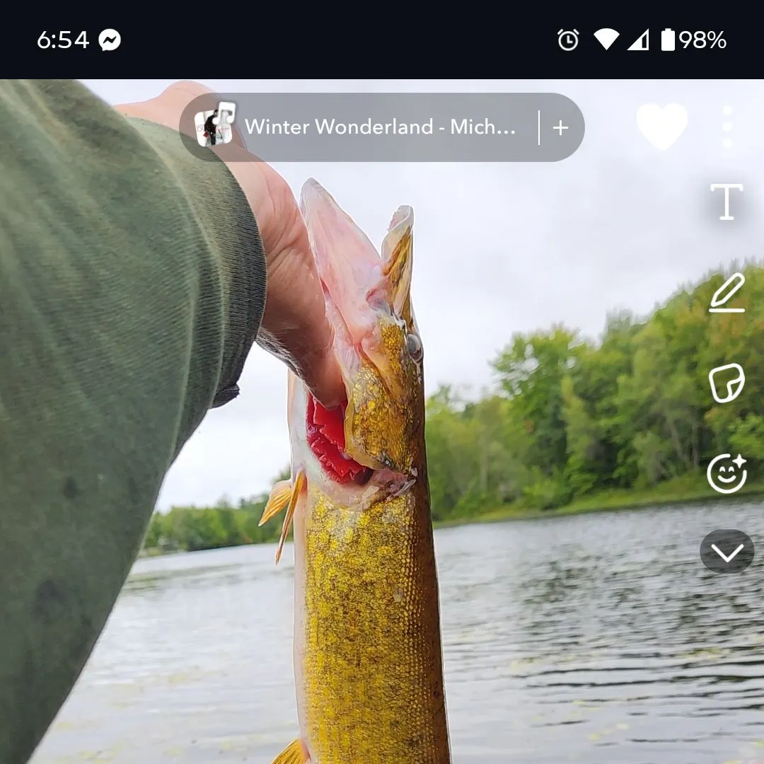 The most recent Chain pickerel catches on Fishbrain
