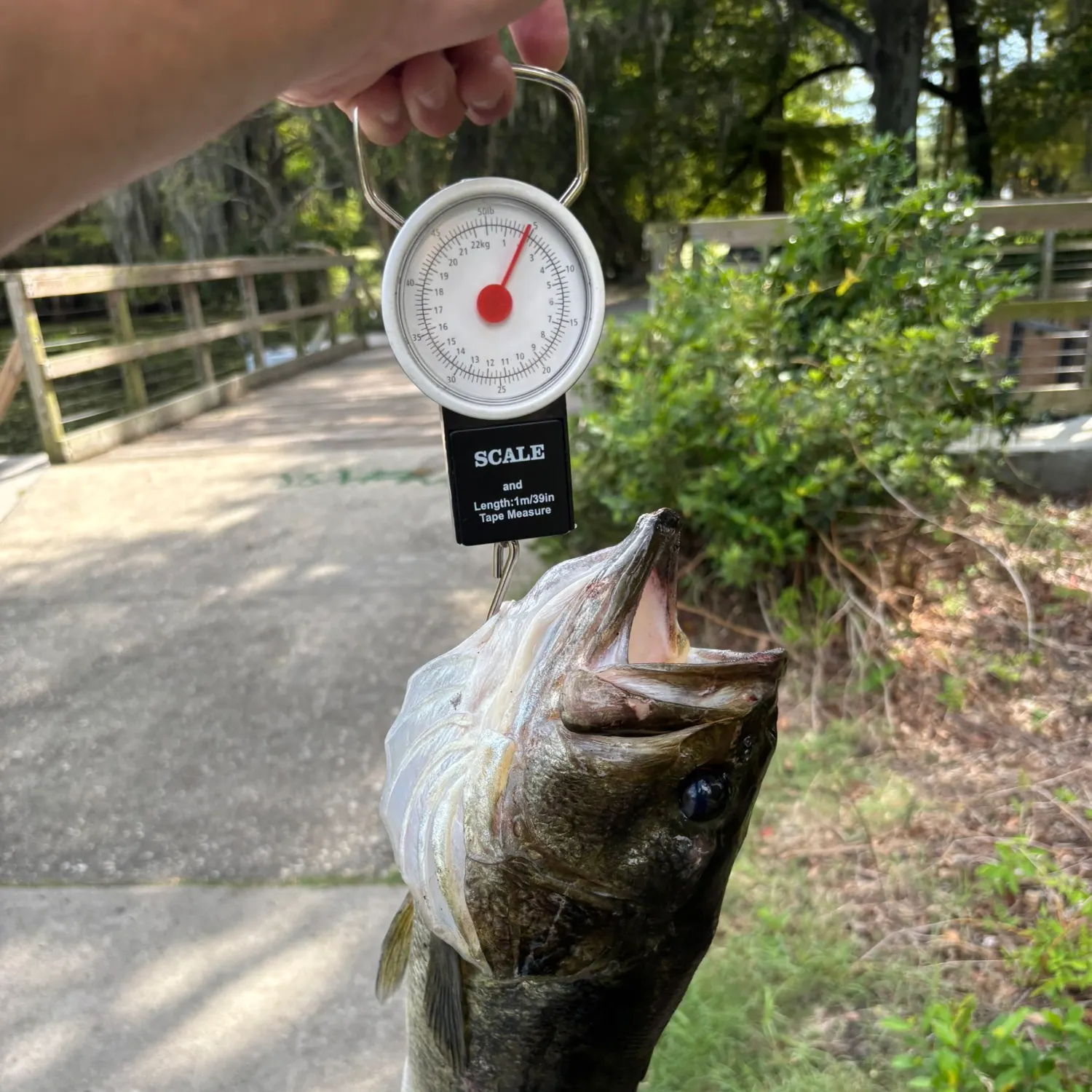 Largemouth bass caught on Fishbrain