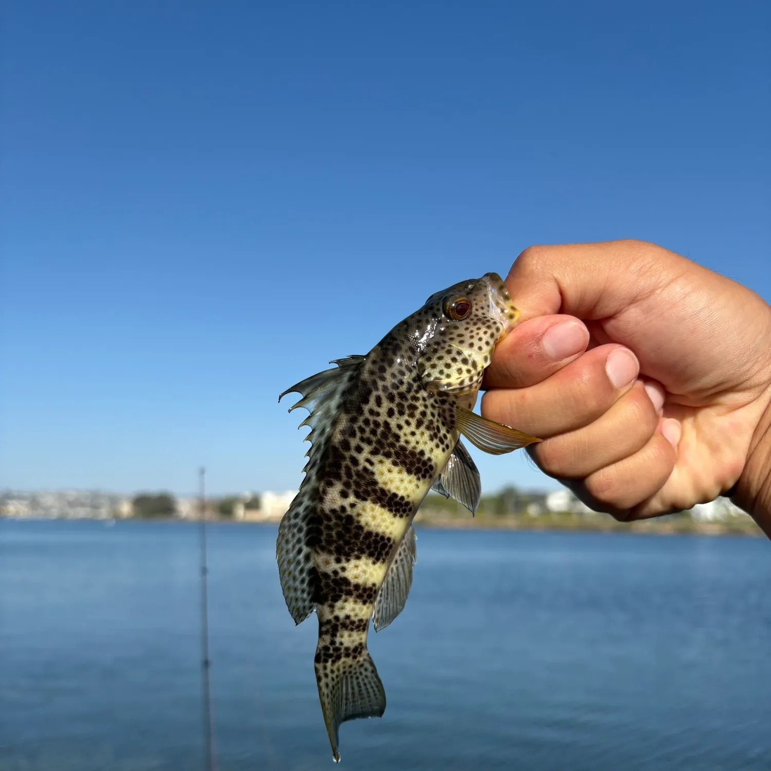 Spotted sand bass caught on Fishbrain