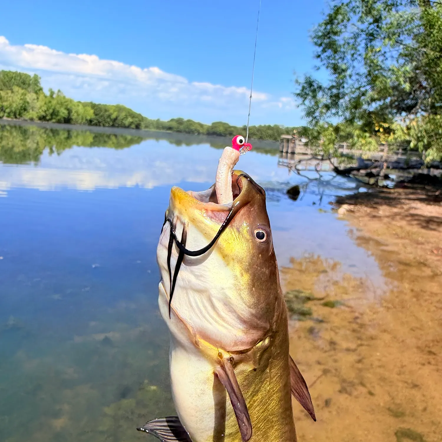 Yellow bullhead caught on Fishbrain