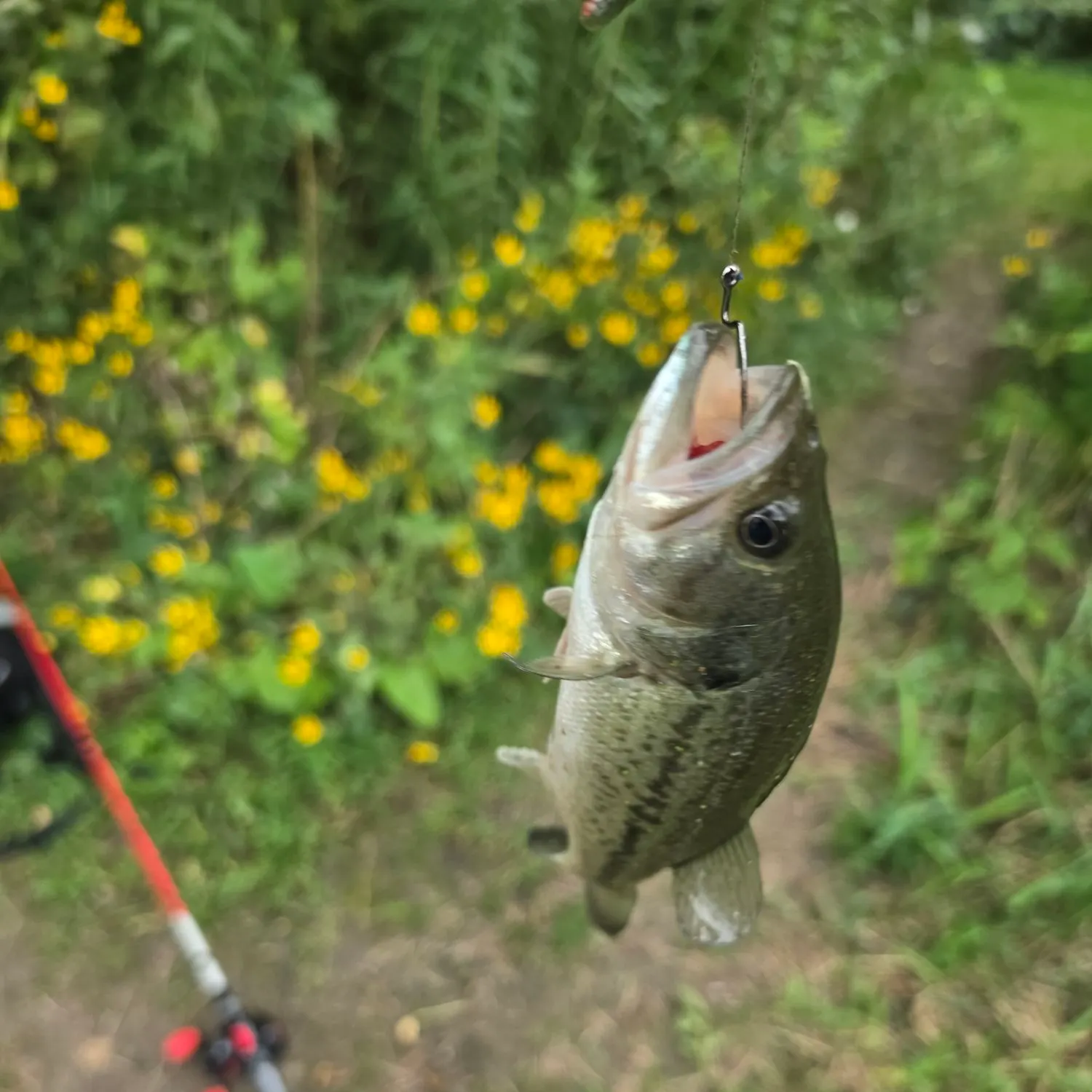 Largemouth bass caught on Fishbrain