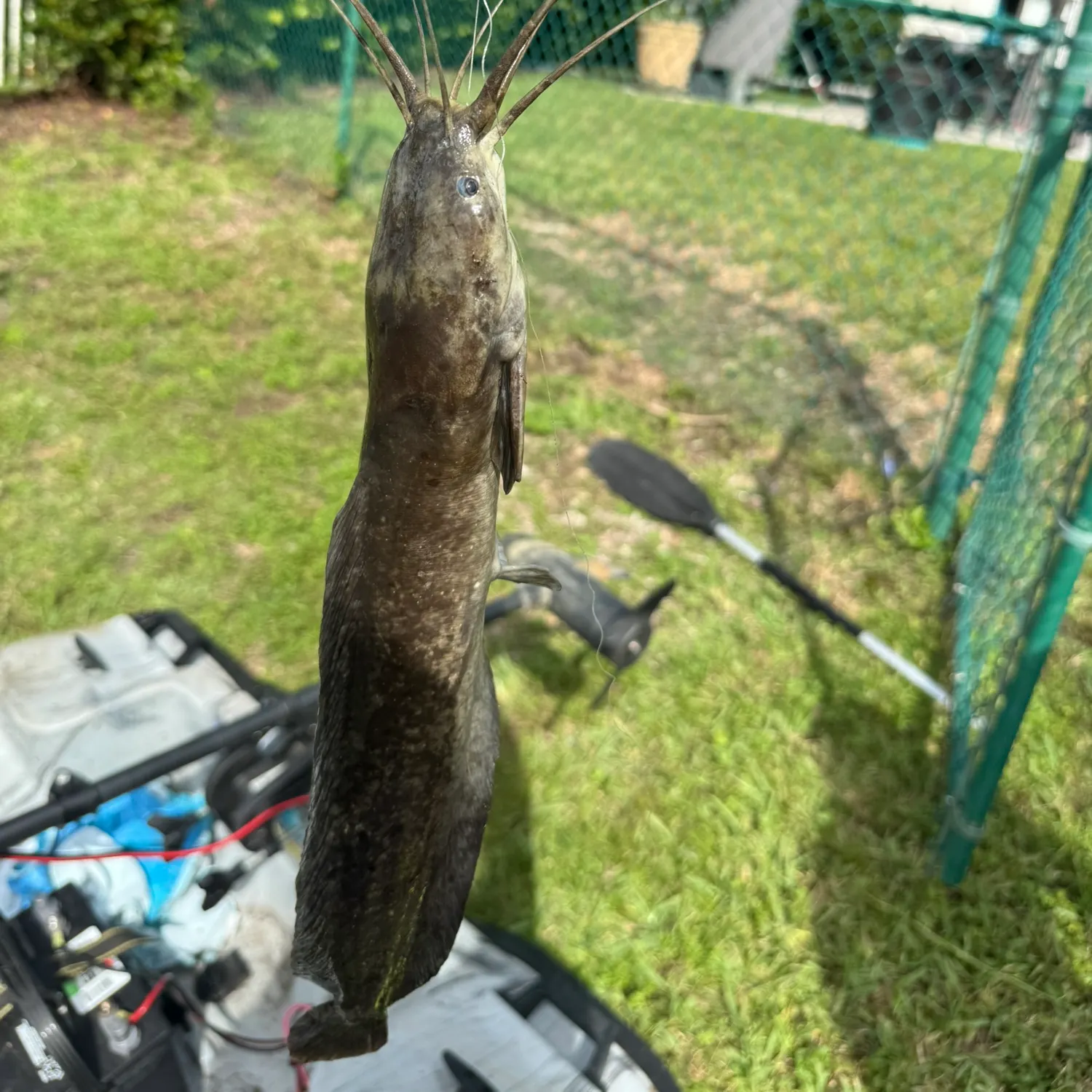 Walking catfish caught on Fishbrain
