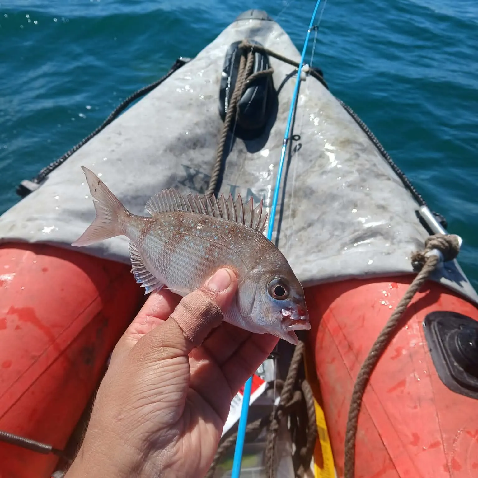 Australasian snapper caught on Fishbrain