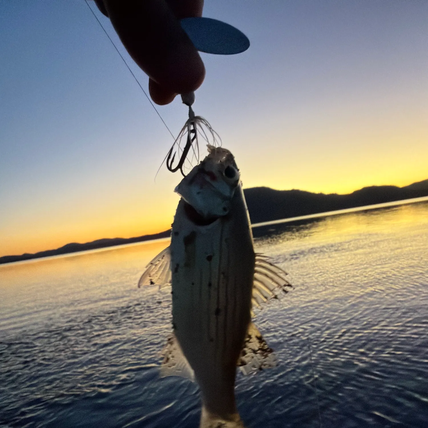 White bass caught on Fishbrain