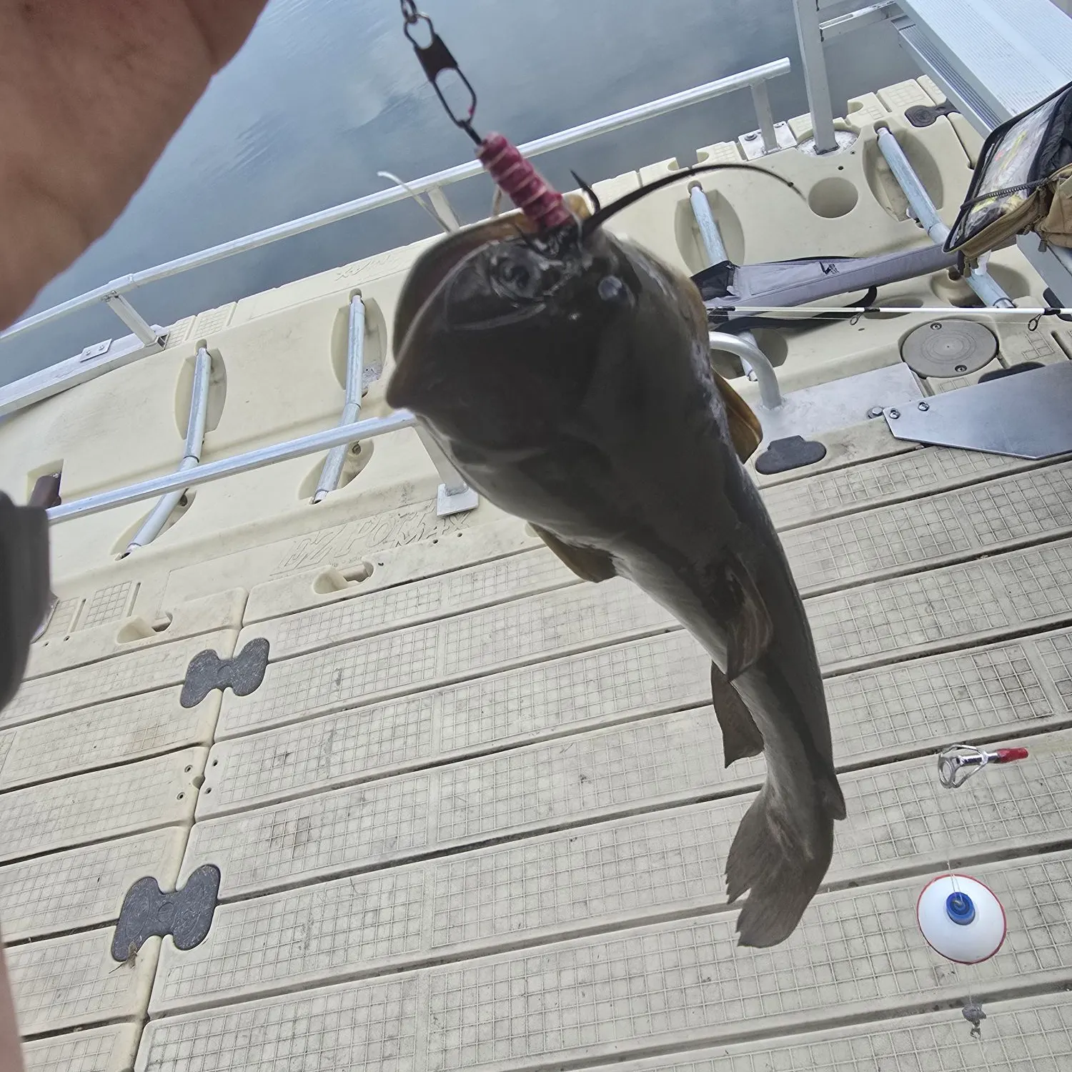 Black bullhead caught on Fishbrain