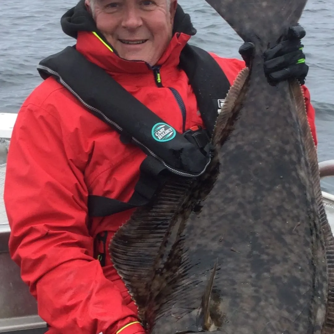 The most recent Atlantic halibut catches on Fishbrain