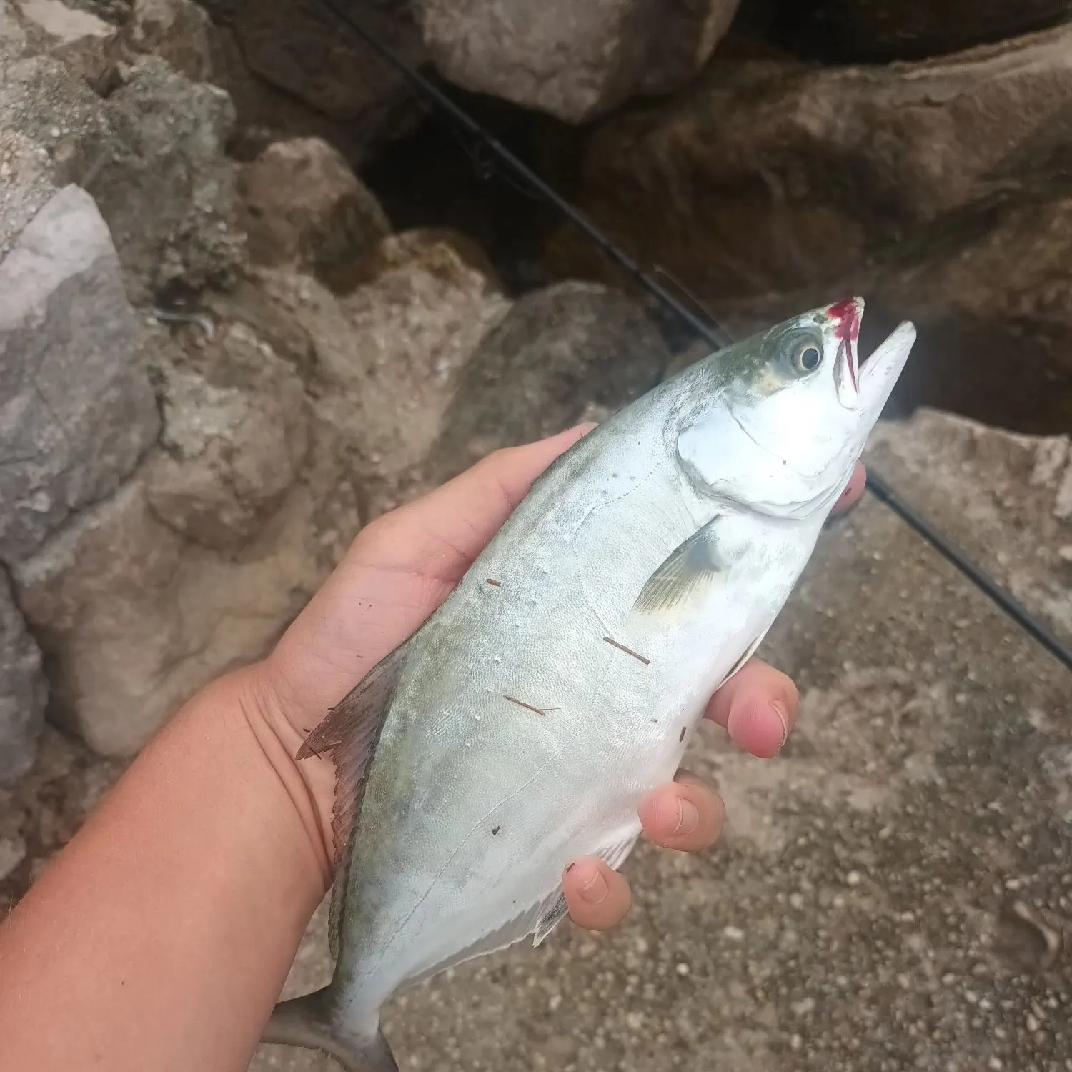 Leerfish caught on Fishbrain