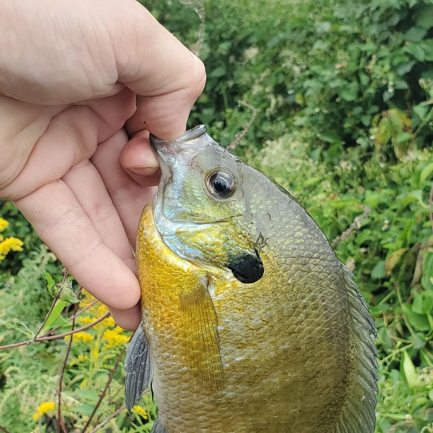 Bluegill caught on Fishbrain