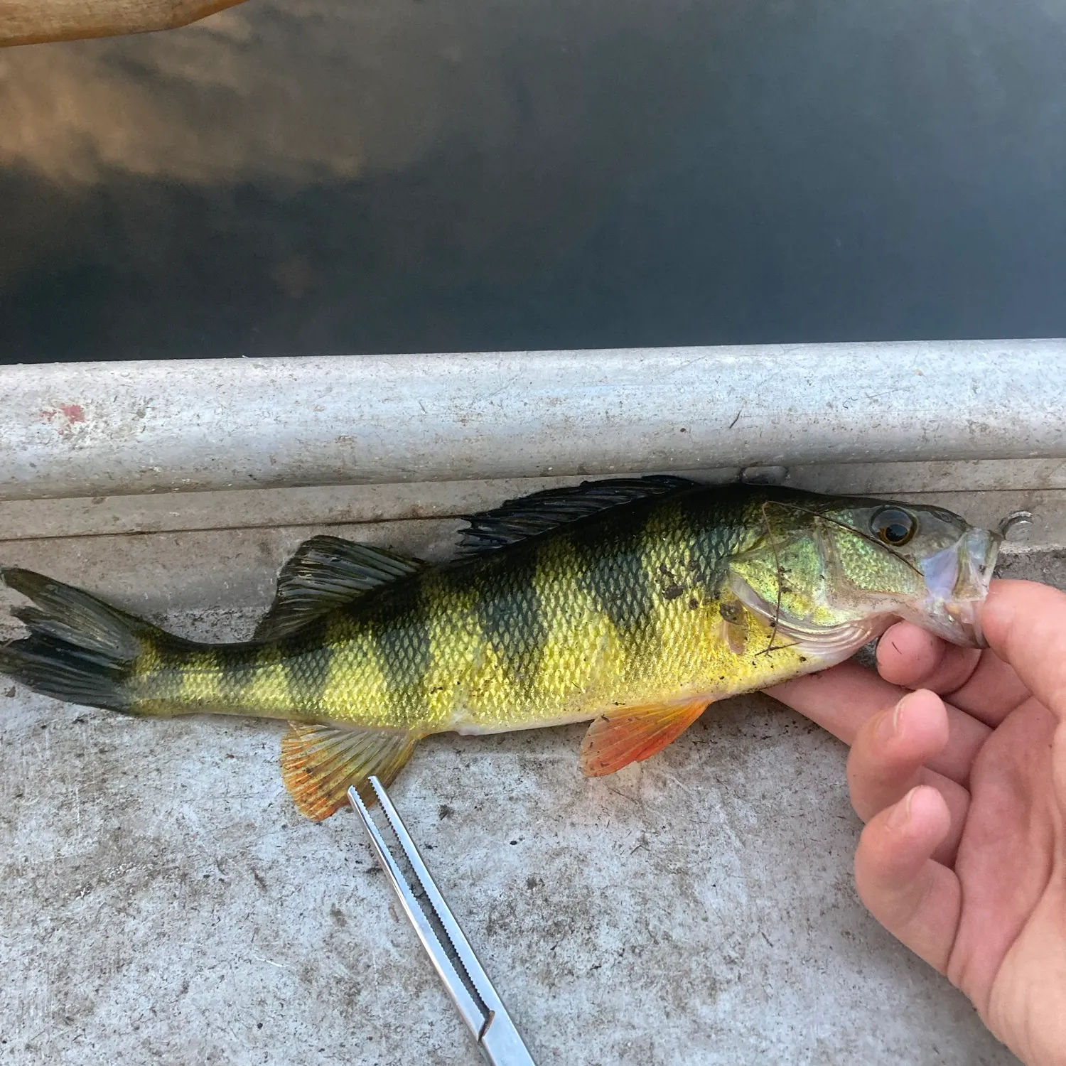 Yellow perch caught on Fishbrain
