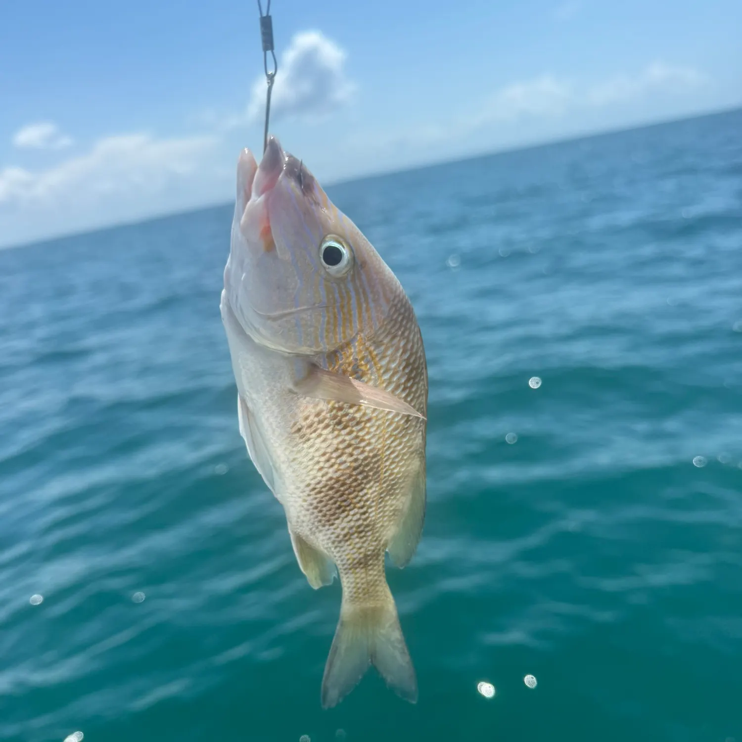 White grunt caught on Fishbrain