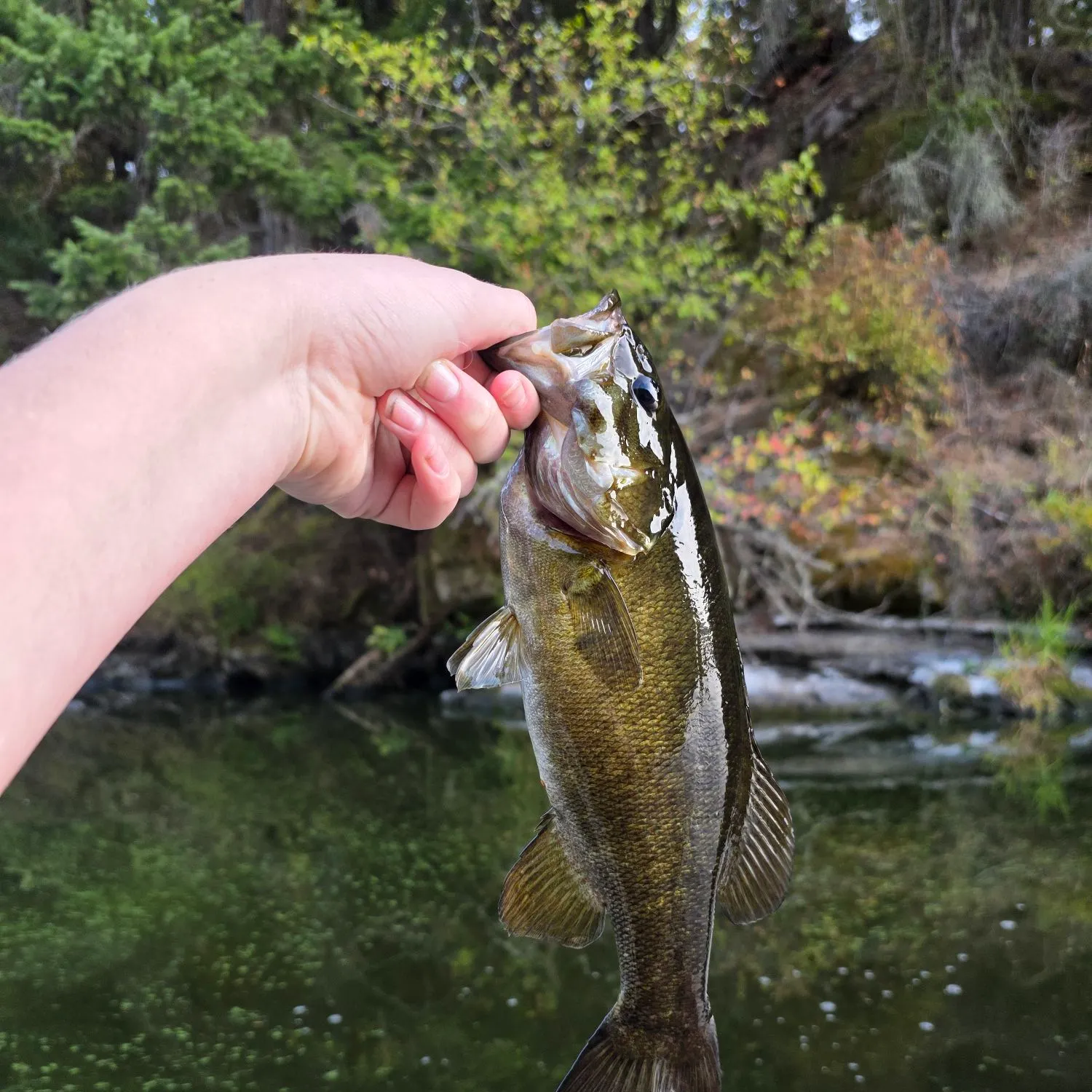Smallmouth bass caught on Fishbrain