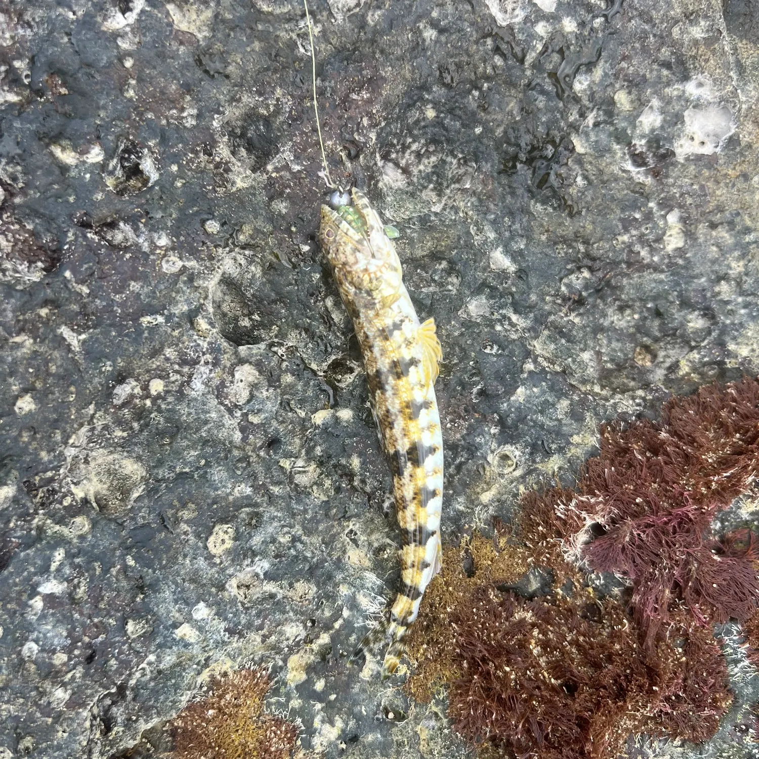 The most recent Lighthouse lizardfish catches on Fishbrain