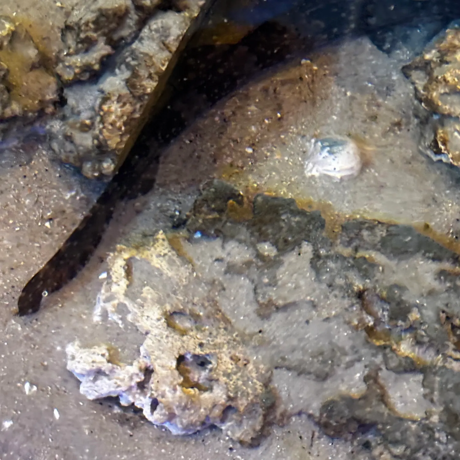The most recent Grayspottted guitarfish catches on Fishbrain