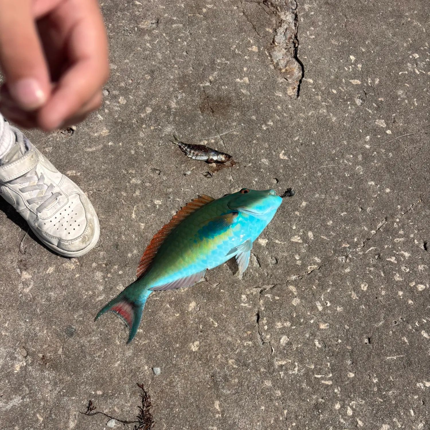 The most recent Common parrotfish catches on Fishbrain