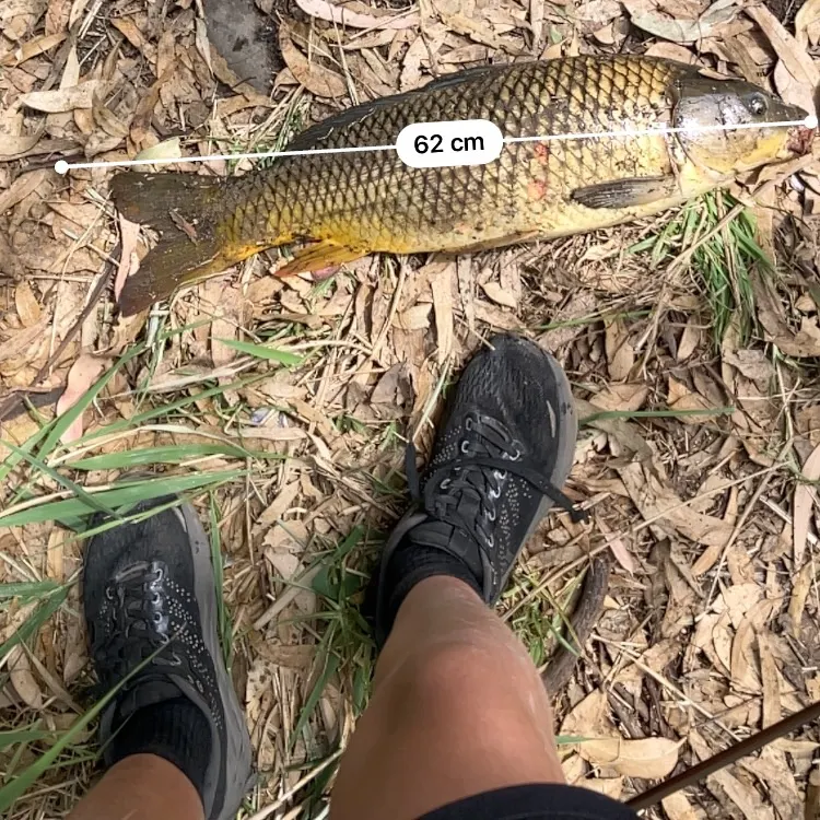 The most recent Common carp catches on Fishbrain
