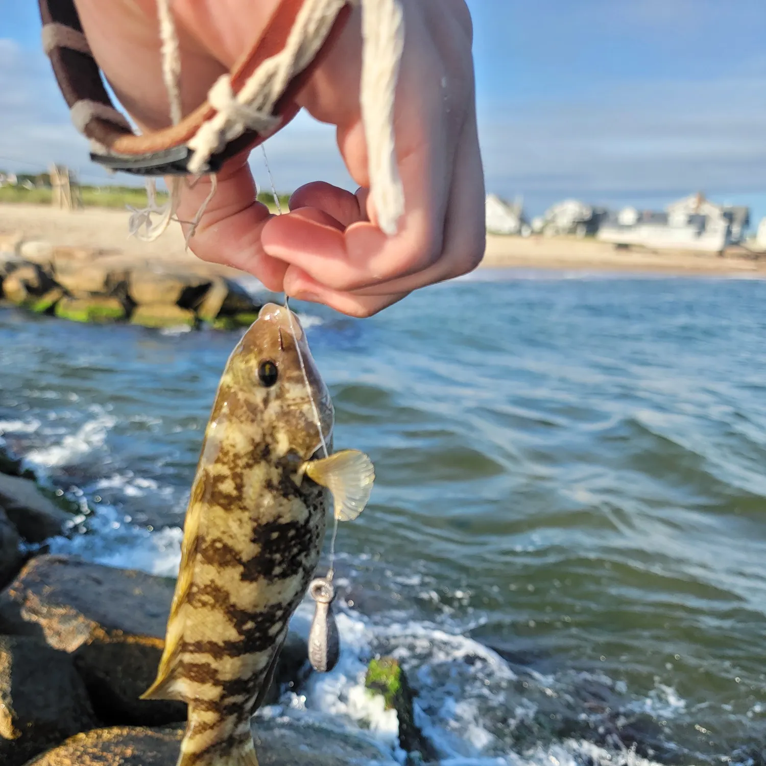 The most recent Tautog catches on Fishbrain