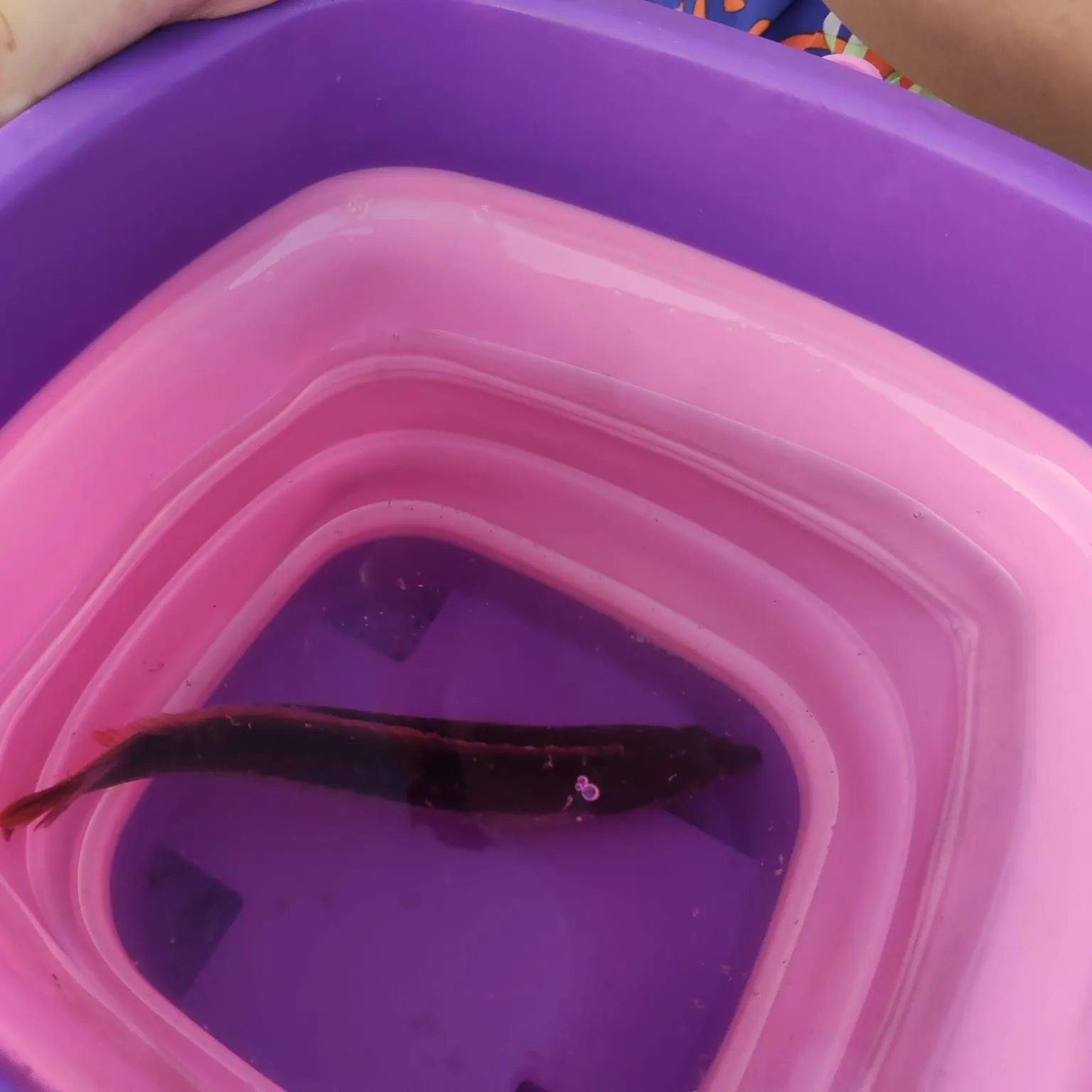 The most recent Mediterranean rainbow wrasse catches on Fishbrain