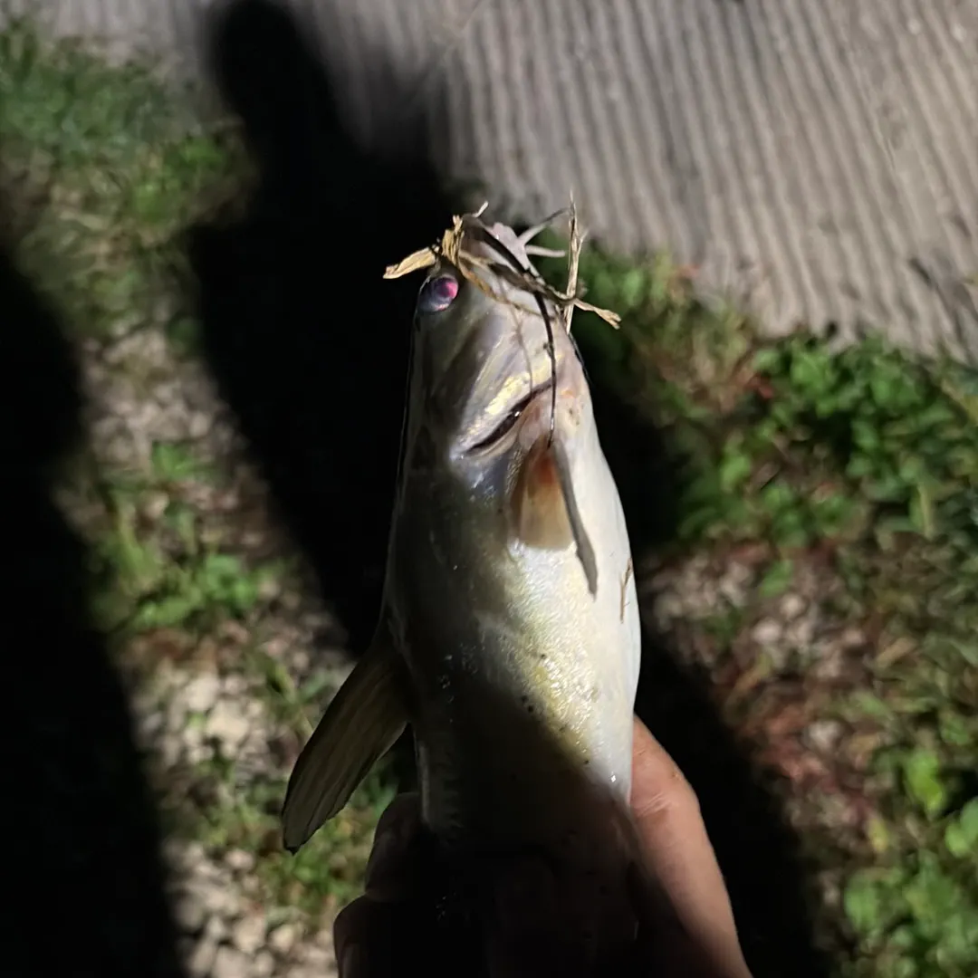 Channel catfish caught on Fishbrain
