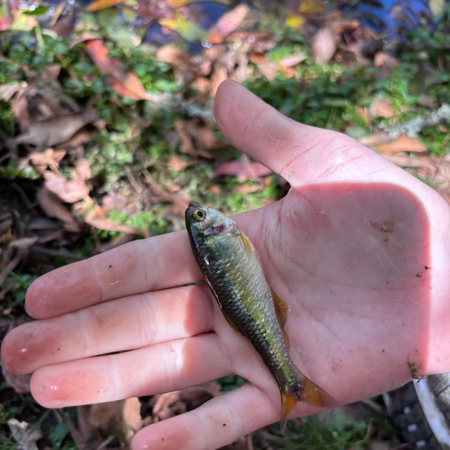 The most recent Antioquia tetra catches on Fishbrain