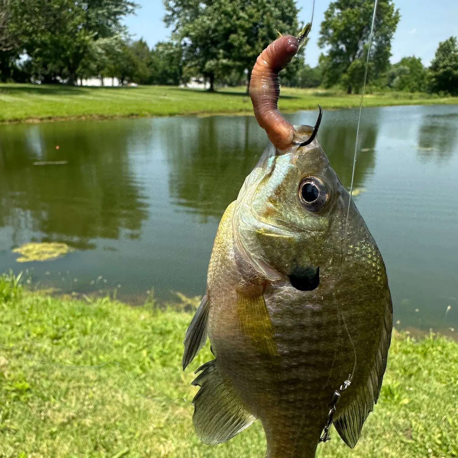 most liked catch image