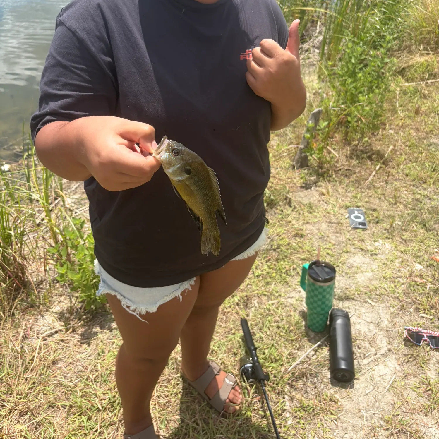 Green sunfish caught on Fishbrain