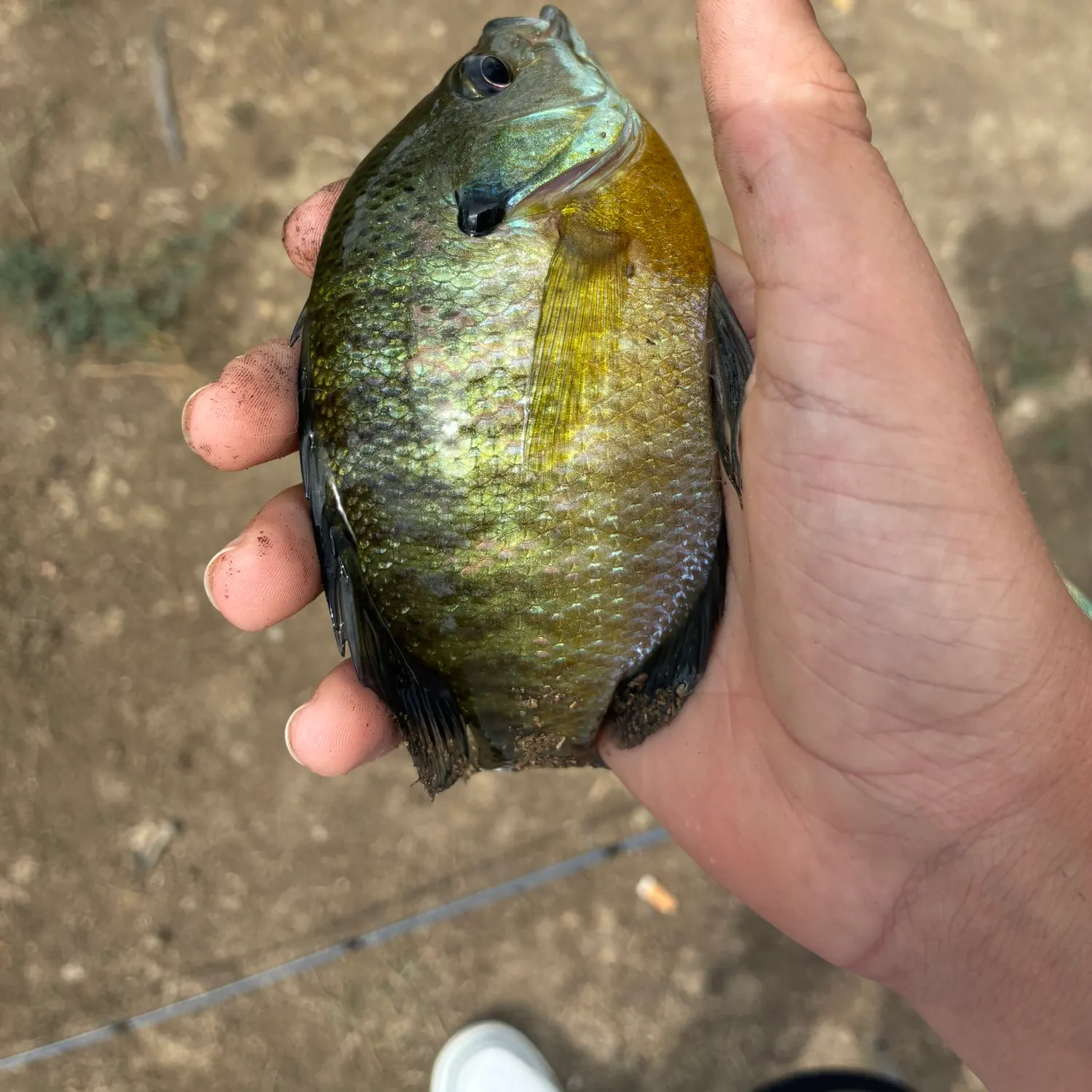 Bluegill caught on Fishbrain