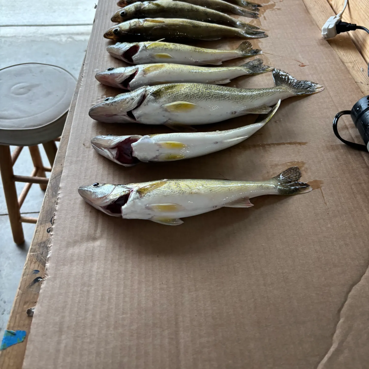 recently logged catches