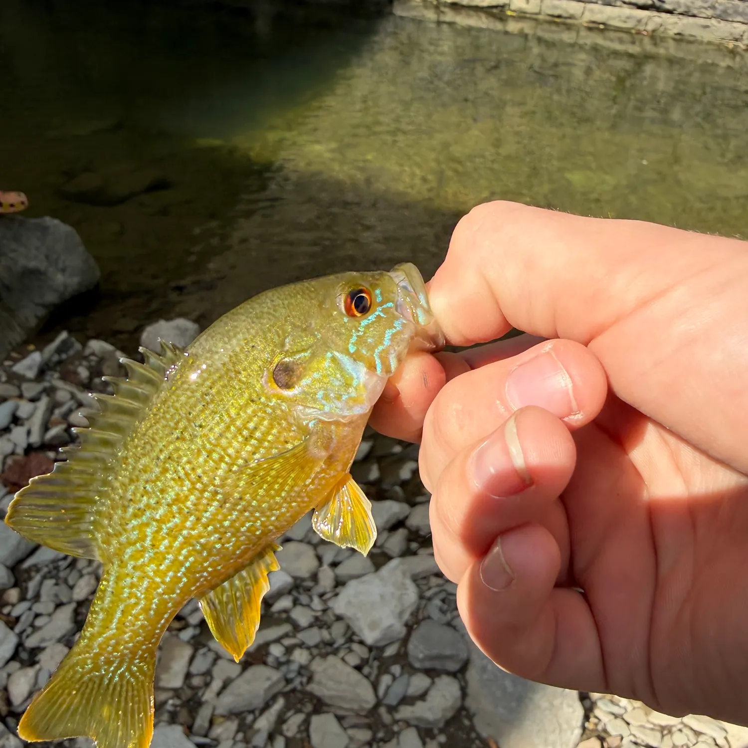 Green sunfish caught on Fishbrain