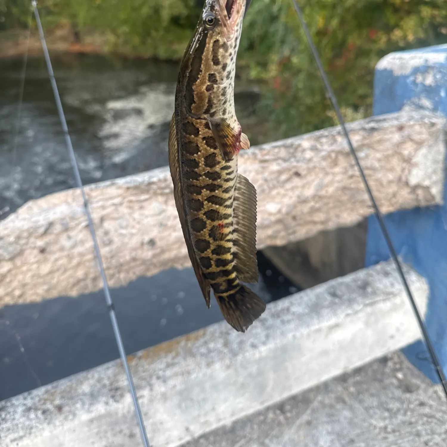 Northern snakehead caught on Fishbrain