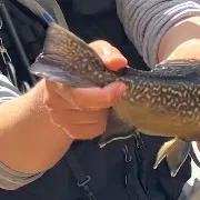 Tiger trout caught on Fishbrain