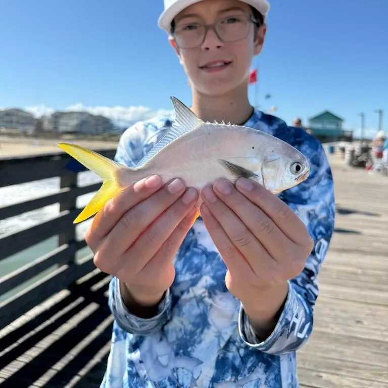 The most recent Florida pompano catches on Fishbrain