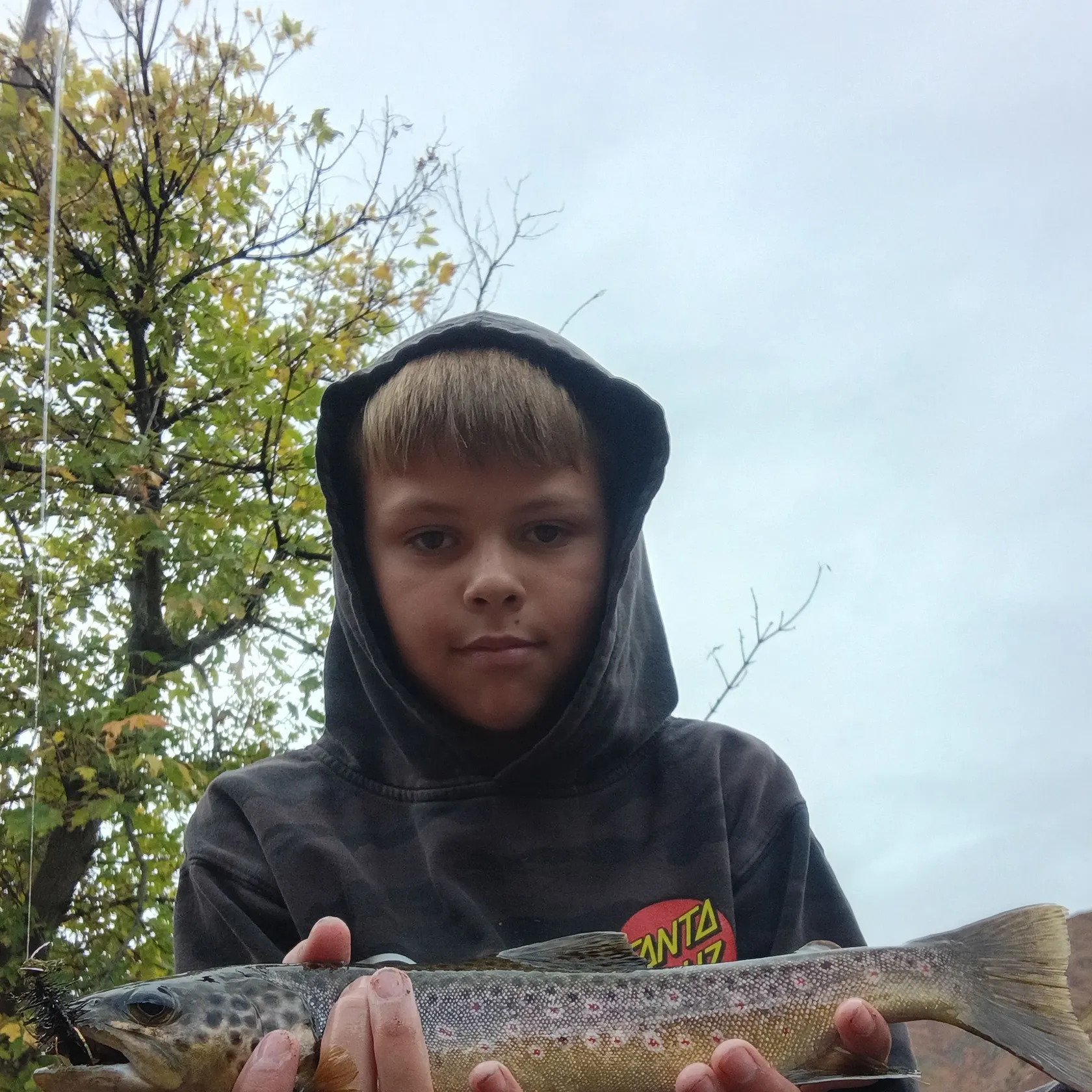 Brown trout caught on Fishbrain