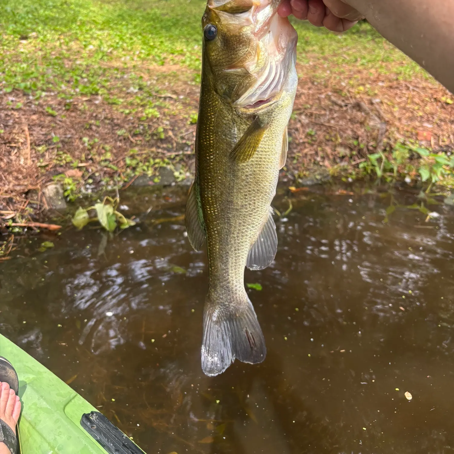 The most recent Largemouth bass catches on Fishbrain