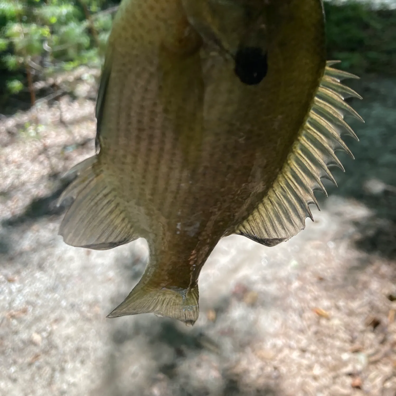 Green sunfish caught on Fishbrain