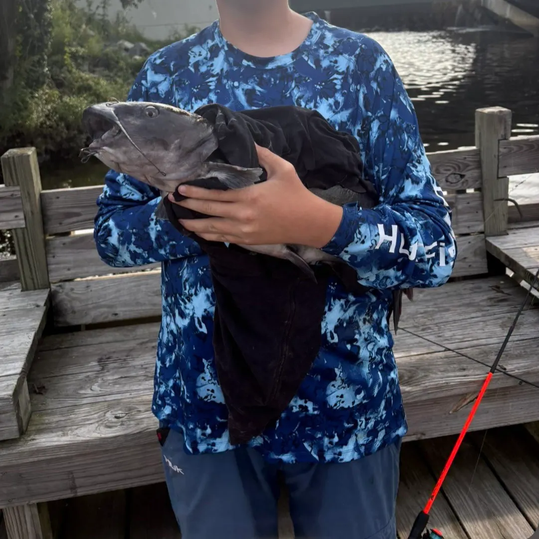 White bullhead caught on Fishbrain
