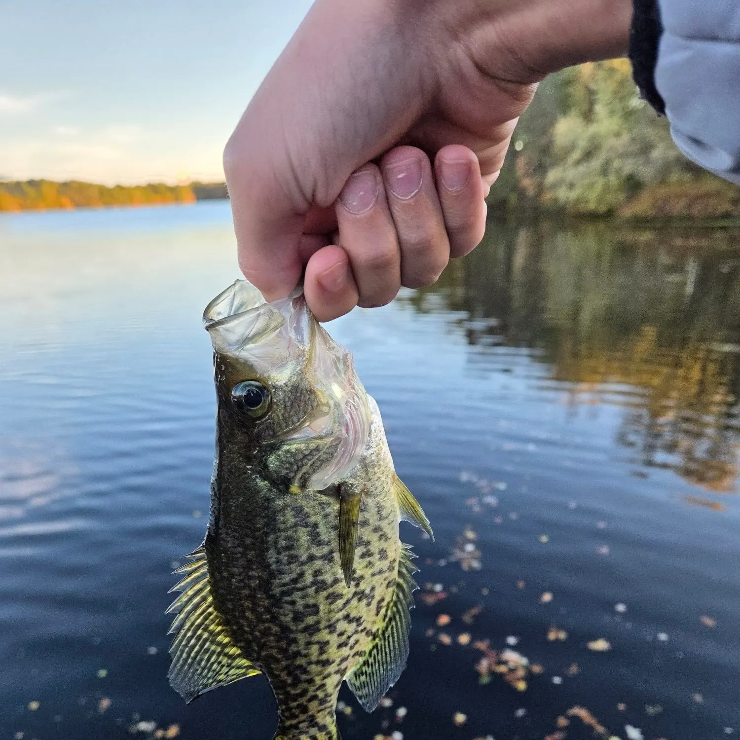 Black crappie caught on Fishbrain