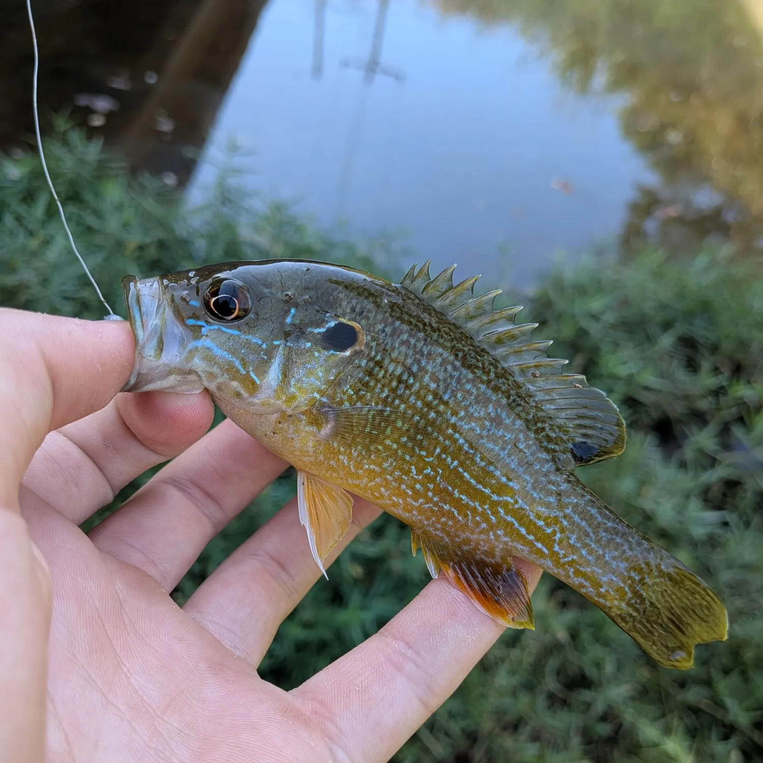 Green sunfish caught on Fishbrain