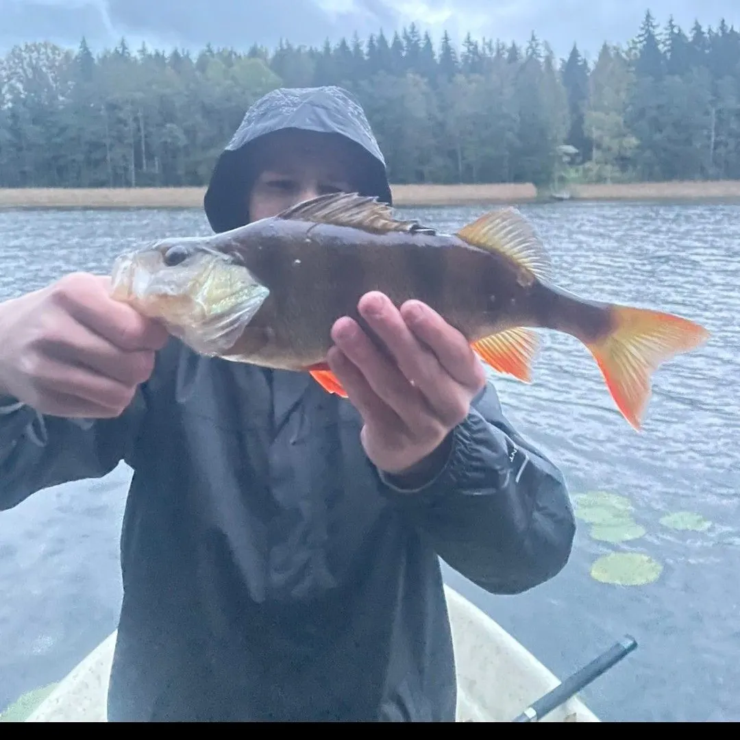 European perch caught on Fishbrain