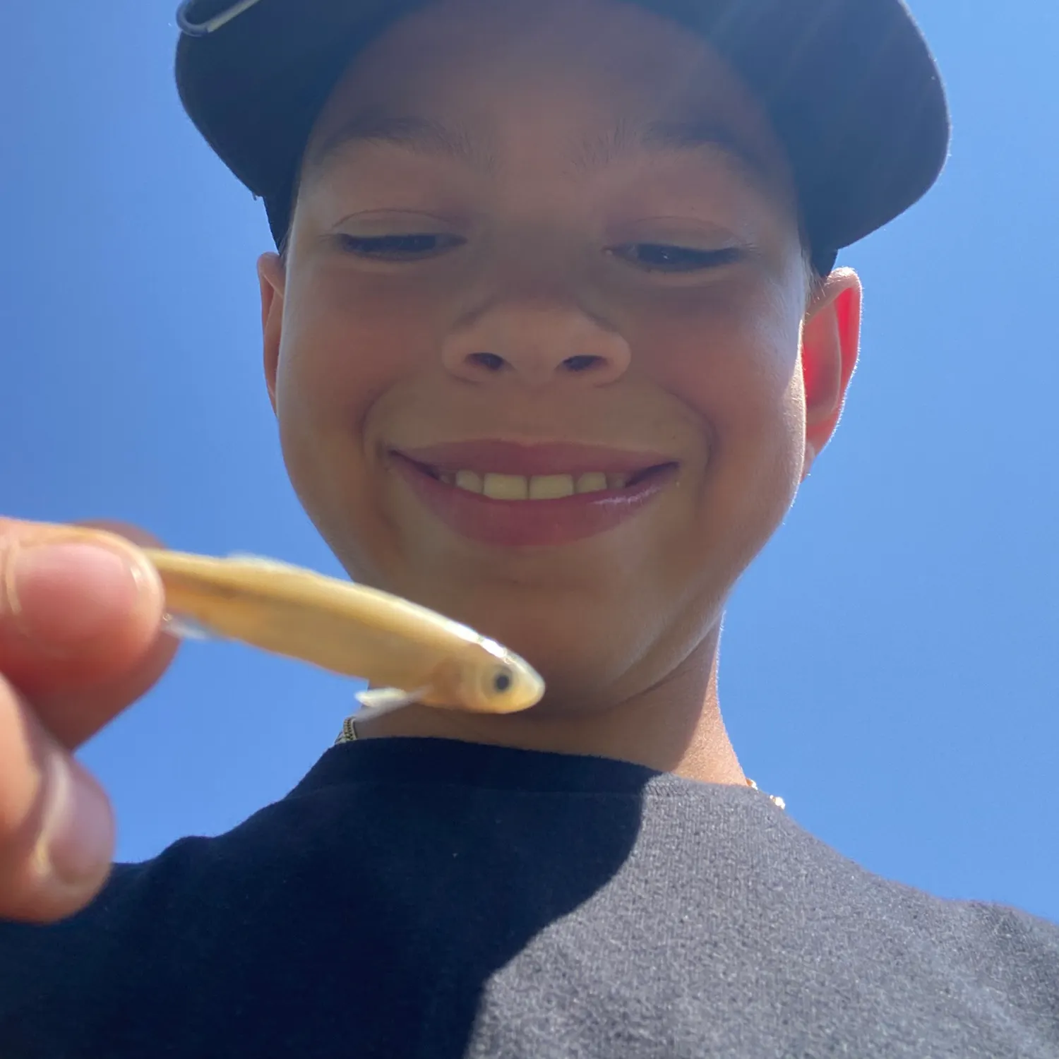 The most recent Emerald shiner catches on Fishbrain