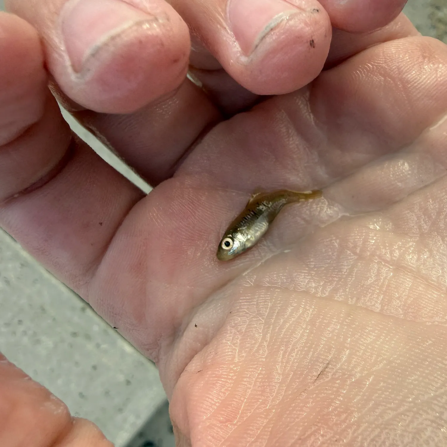The most recent Striped killifish catches on Fishbrain