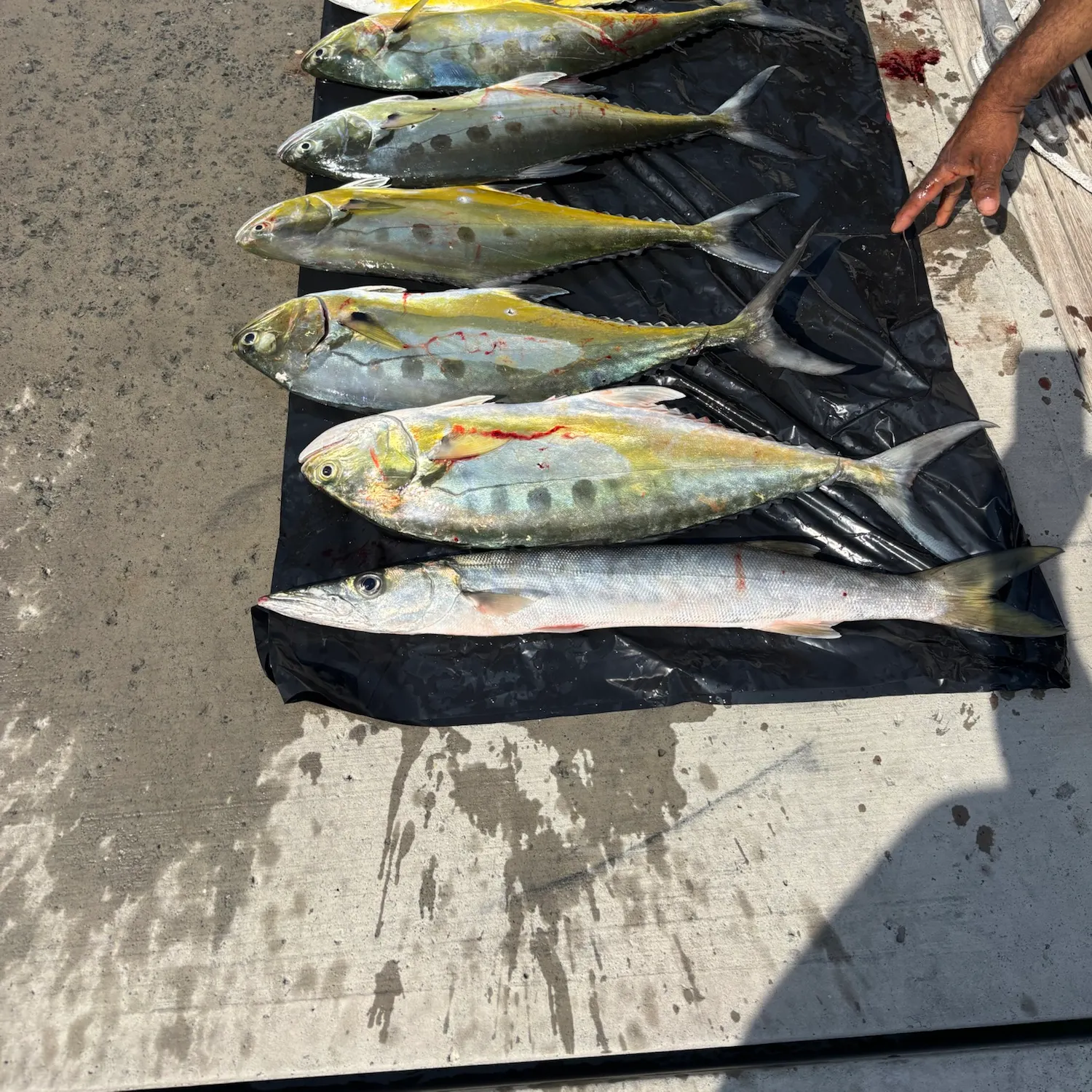 The most recent Talang queenfish catches on Fishbrain