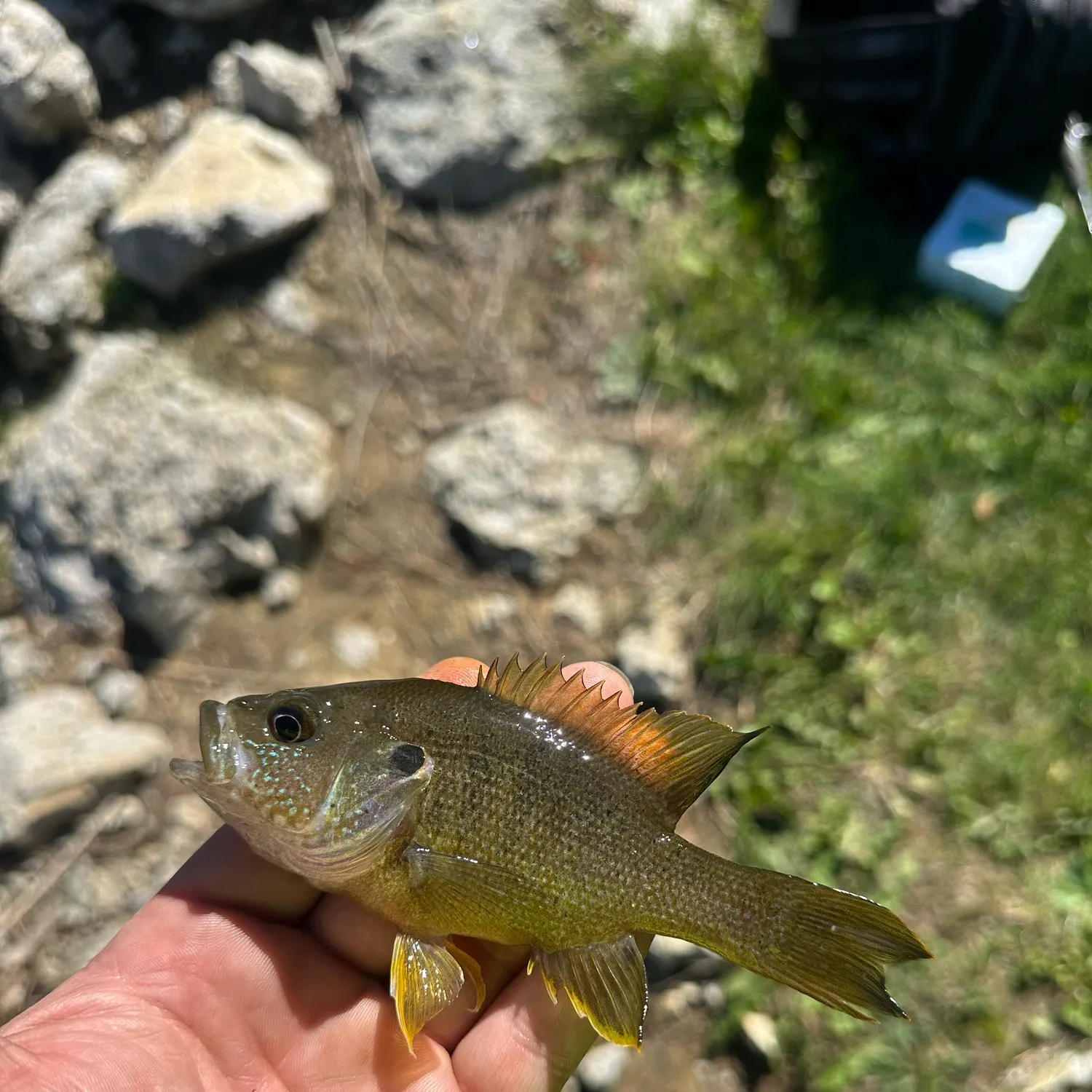 Green sunfish caught on Fishbrain