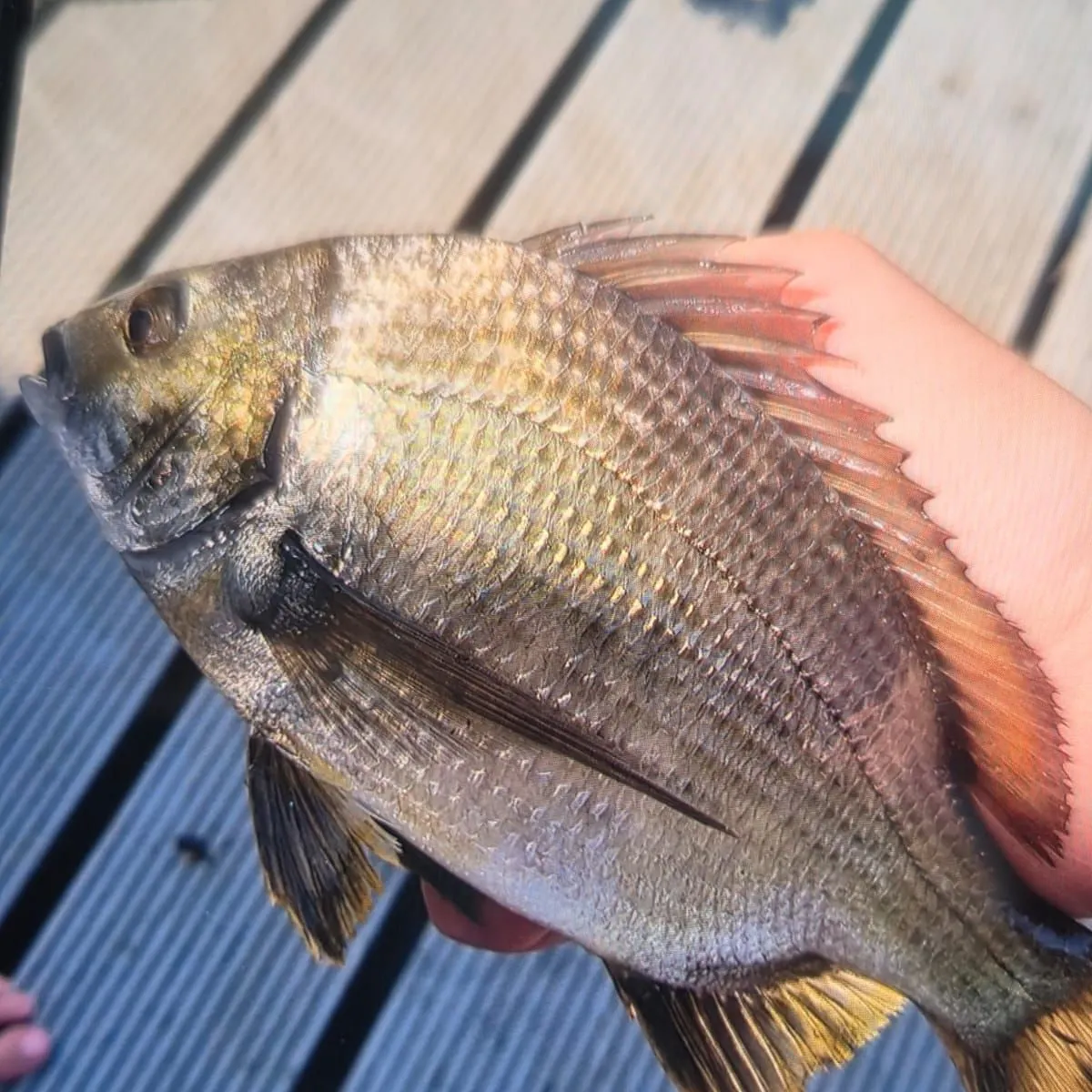 The most recent Southern black bream catches on Fishbrain