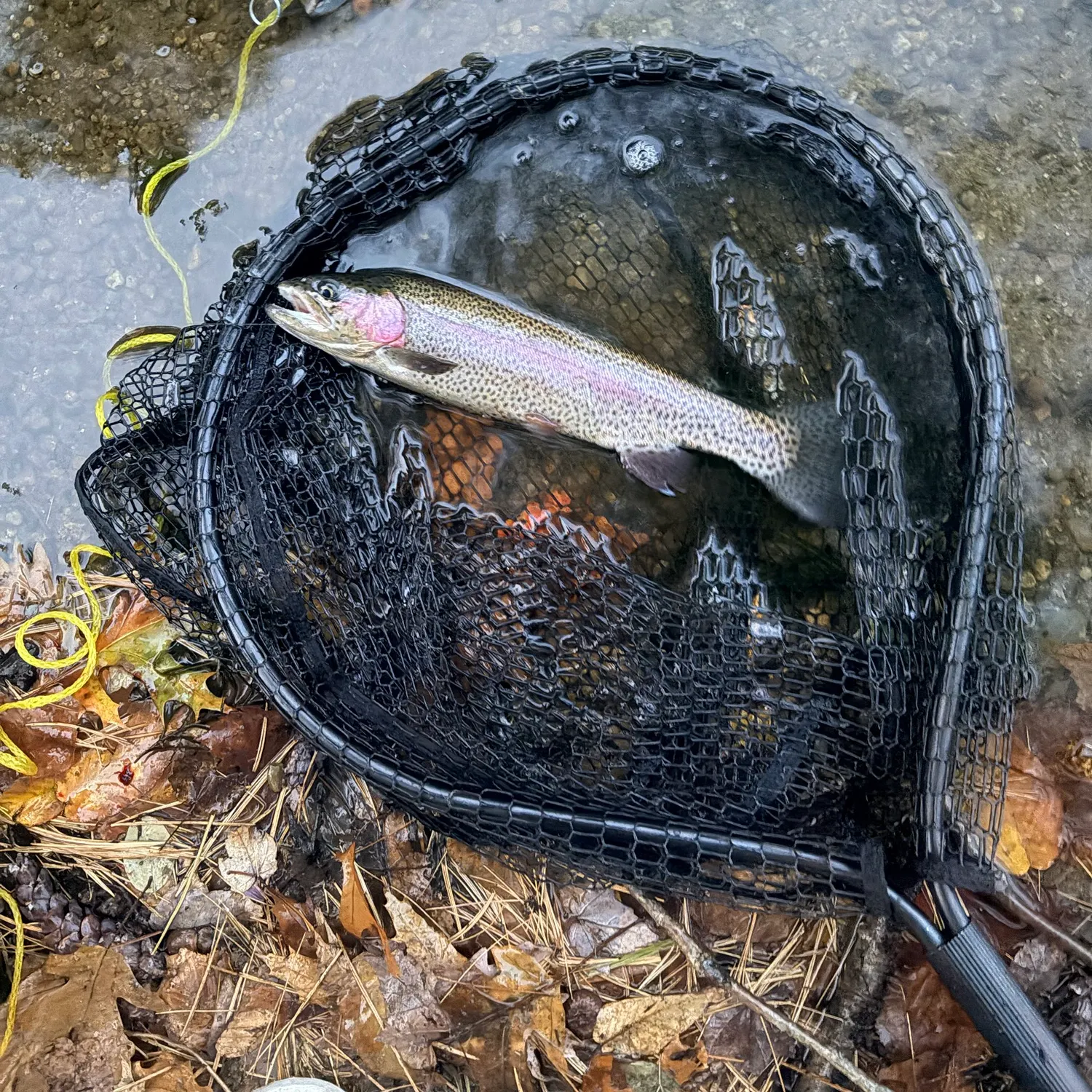 Rainbow trout caught on Fishbrain