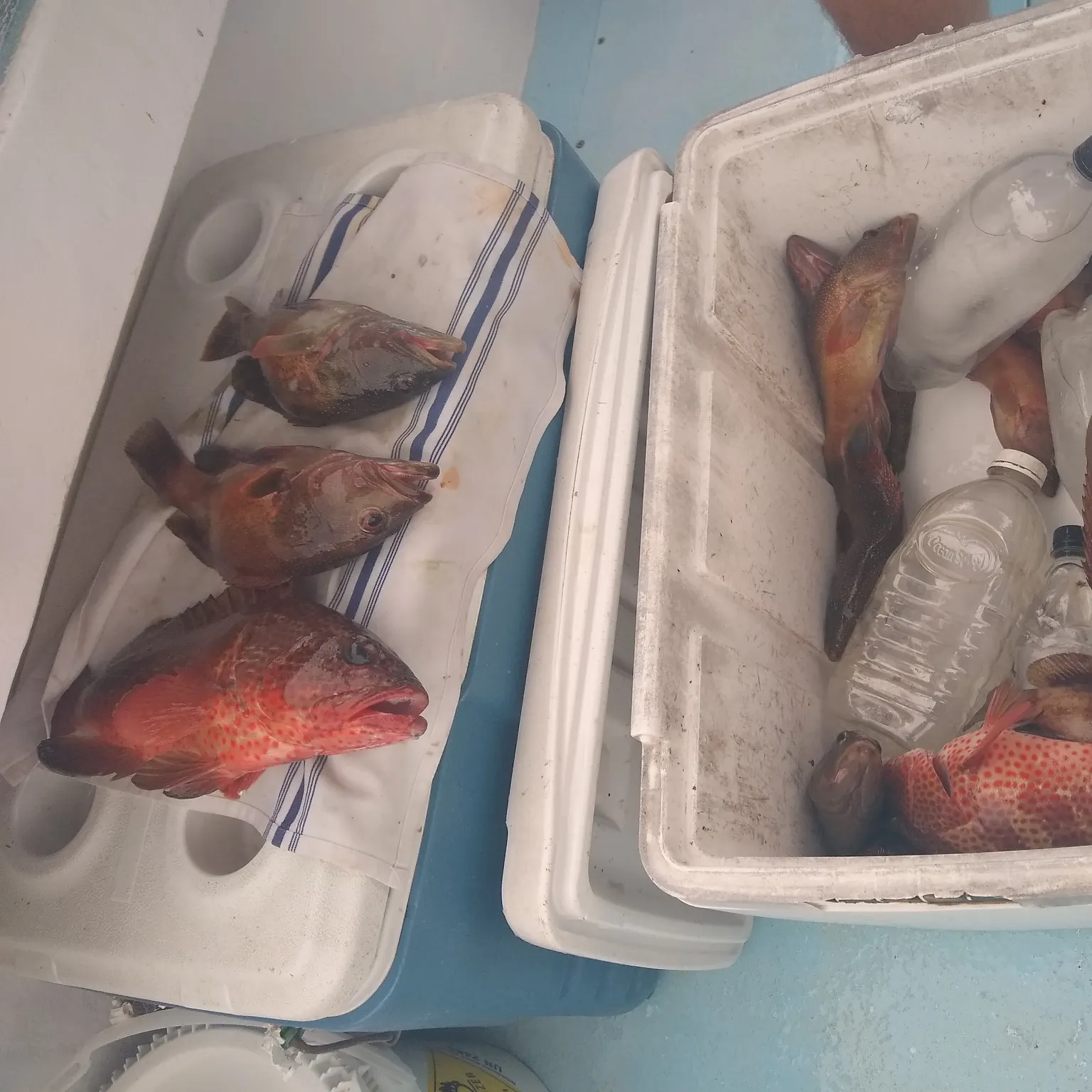 The most recent Strawberry hind catches on Fishbrain