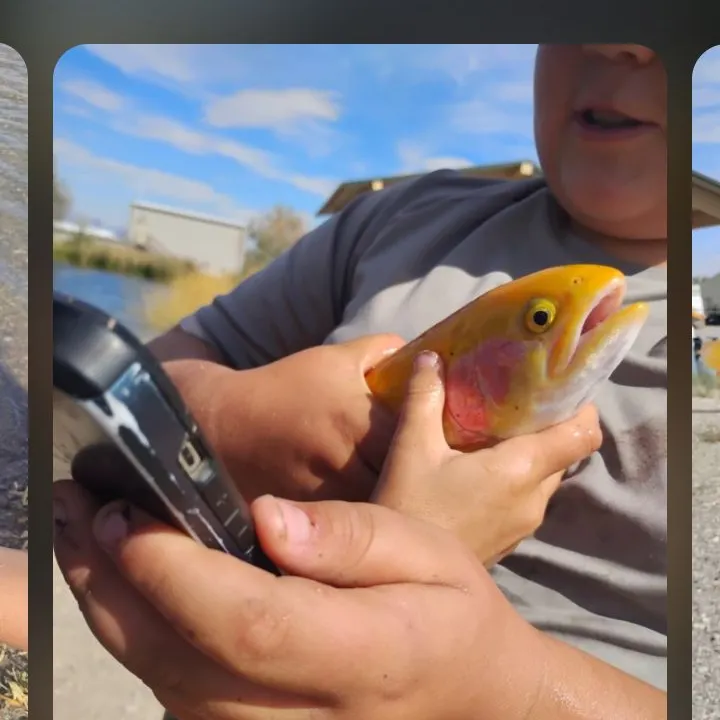 Golden rainbow trout caught on Fishbrain