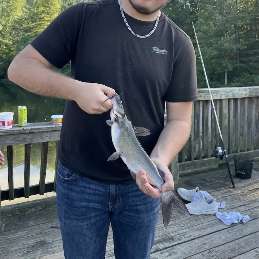 Channel catfish caught on Fishbrain