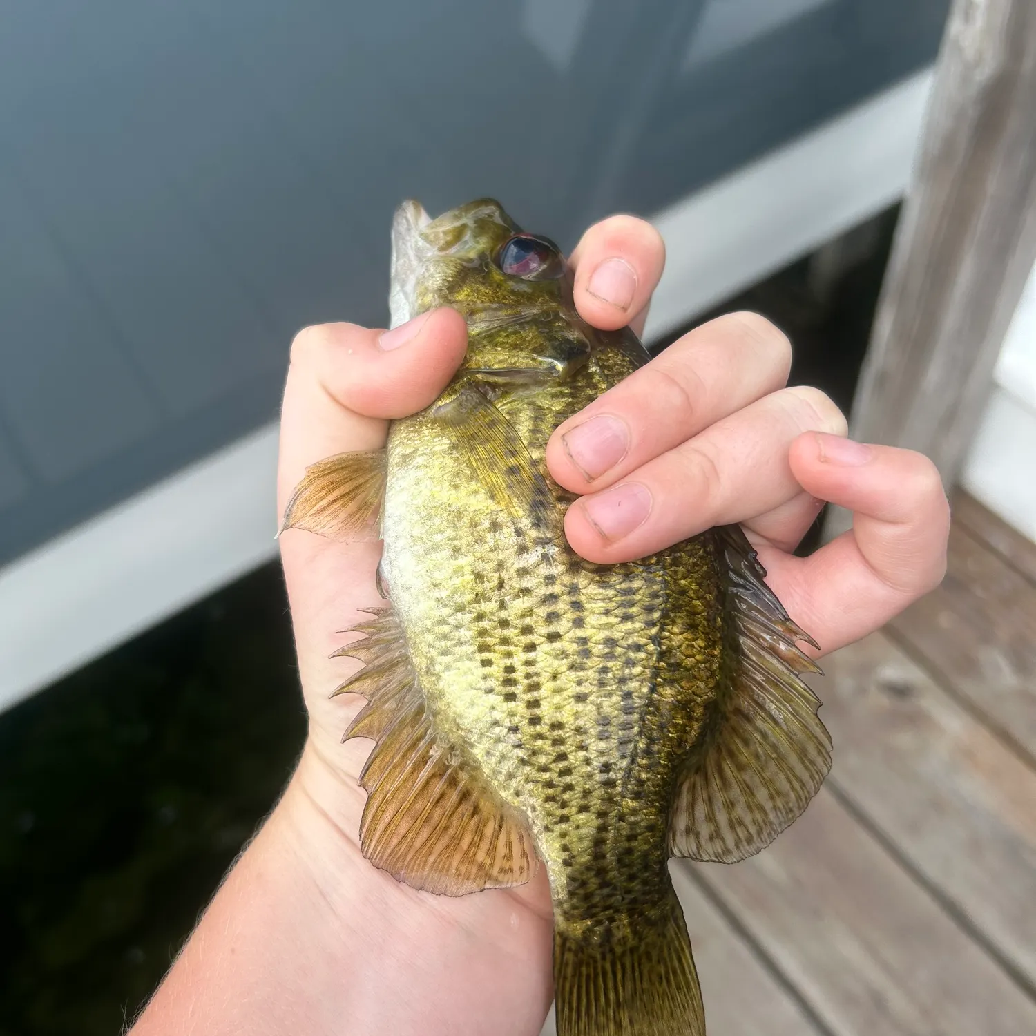 Rock bass caught on Fishbrain