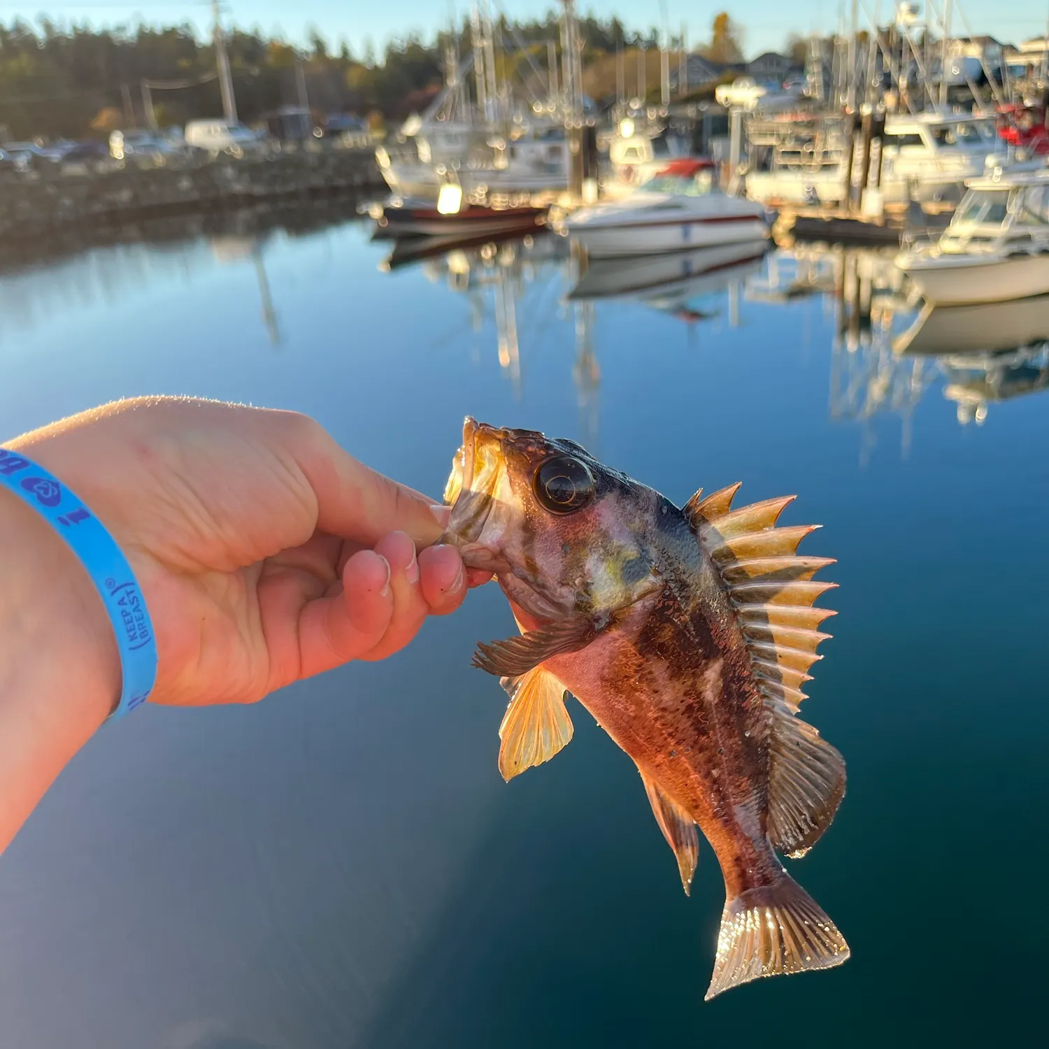 catch